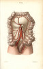 Circulatory System To The Intestines Poster Print By ® Florilegius / Mary Evans - Item # VARMEL10939619