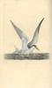 Lesser Or Little Tern  Sternula Albifrons Poster Print By ® Florilegius / Mary Evans - Item # VARMEL10936408