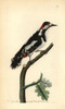 Great Spotted Woodpecker  Dendrocopos Major Poster Print By ® Florilegius / Mary Evans - Item # VARMEL10940304 Great Spotted Woodpecker  Dendrocopos Major Poster Print By ® Florilegius / Mary Evans - Item # VARMEL10940304