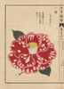 Polka-Dot Camellia  Iso Arashi  Thea Japonica Nois Forma Poster Print By ® Florilegius / Mary Evans - Item # VARMEL10938628