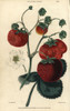 Ripe Crimson Fruit And Leaves Of Keen'S Seedlingà Poster Print By ® Florilegius / Mary Evans - Item # VARMEL10939418