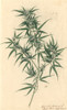 Cannabis Sativa  Hemp Poster Print By Mary Evans / Natural History Museum - Item # VARMEL10709072