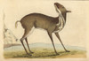 Pygmy Musk Deer Or Royal Antelope  Moschus Pygmaeus Poster Print By ® Florilegius / Mary Evans - Item # VARMEL10940850