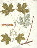 Acer Campestre  Field Maple Poster Print By Mary Evans / Natural History Museum - Item # VARMEL10706694