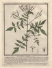 Jasmine  Jasminum Officinale Poster Print By ® Florilegius / Mary Evans - Item # VARMEL10935826