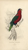 Collared Lory  Phigys Solitarius Poster Print By ® Florilegius / Mary Evans - Item # VARMEL10939100