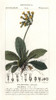 Cowslip  Primula Veris Poster Print By ® Florilegius / Mary Evans - Item # VARMEL10936187