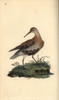 Dunlin  Calidris Alpina Poster Print By ® Florilegius / Mary Evans - Item # VARMEL10936276