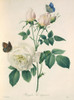 Rosa Indica  China Rose Poster Print By Mary Evans / Natural History Museum - Item # VARMEL10704960
