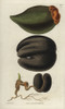 Seychelles Island Cocoa-Nut  Ripe Spadix Withà Poster Print By ® Florilegius / Mary Evans - Item # VARMEL10934898