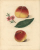 Peach Varieties  Prunus Persica Poster Print By ® Florilegius / Mary Evans - Item # VARMEL10935682