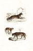 Leopard  Lynx And Jaguar Poster Print By ® Florilegius / Mary Evans - Item # VARMEL10935756