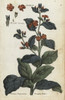 Evergreen Alkanet  Anchusa Sempervirens Poster Print By ® Florilegius / Mary Evans - Item # VARMEL10935982