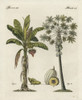 Banana Tree  Musa Paradisiaca  And Papaya Treeà Poster Print By ® Florilegius / Mary Evans - Item # VARMEL10934711