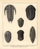 Fossils Of Extinct Trilobites Poster Print By ® Florilegius / Mary Evans - Item # VARMEL10941082