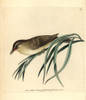 Willow Warbler  Phylloscopus Trochilus Poster Print By ® Florilegius / Mary Evans - Item # VARMEL10940313