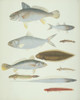 Ls Plate 174 From The John Reeves Collection Poster Print By Mary Evans / Natural History Museum - Item # VARMEL10707423