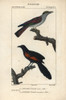 Cuckoo Roller  Leptosomus Discolor  And Sundaà Poster Print By ® Florilegius / Mary Evans - Item # VARMEL10938998