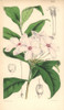Shrubby Kopsia  Kopsia Fruticosa Poster Print By ® Florilegius / Mary Evans - Item # VARMEL10935035
