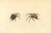 Garden Spider  Araneus Diadematus Poster Print By ® Florilegius / Mary Evans - Item # VARMEL10940434