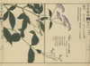 Chinese  Japanese And Sakhalin Snakeroot Poster Print By ® Florilegius / Mary Evans - Item # VARMEL10938622