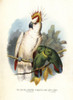 Mitchell'S Cockatoo  Lophochroa Leadbeaterià Poster Print By ® Florilegius / Mary Evans - Item # VARMEL10939133