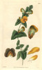 Obtuse-Leaved Flat Pea  Platylobium Obtusangulum Poster Print By ® Florilegius / Mary Evans - Item # VARMEL10935006
