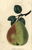 Ripe Fruit And Leaves Of Gansel'S Bergamotà Poster Print By ® Florilegius / Mary Evans - Item # VARMEL10939409