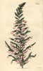 Pendent-Flowered Heath  Erica Propendens Poster Print By ® Florilegius / Mary Evans - Item # VARMEL10936012