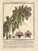 Henbane Or Stinking Nightshade  Hyoscyamus Niger Poster Print By ® Florilegius / Mary Evans - Item # VARMEL10935856