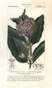 Common Milkweed  Asclepias Syriaca Poster Print By ® Florilegius / Mary Evans - Item # VARMEL10936115