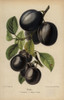 Plum Cultivars: Diamond And Belgian Purpleà Poster Print By ® Florilegius / Mary Evans - Item # VARMEL10936673