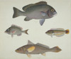Ls Plate 112 From The John Reeves Collection Poster Print By Mary Evans / Natural History Museum - Item # VARMEL10707388