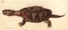 Snapping Turtle  Chelydra Serpentina Poster Print By ® Florilegius / Mary Evans - Item # VARMEL10940610