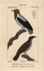 Bearded Bellbird  Procnias Averano  And Noisyà Poster Print By ® Florilegius / Mary Evans - Item # VARMEL10938941