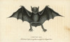 Greater Bulldog Bat  Noctilio Leporinus Poster Print By ® Florilegius / Mary Evans - Item # VARMEL10937941