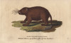 Long Tailed Porcupine  Trichys Fasciculata Poster Print By ® Florilegius / Mary Evans - Item # VARMEL10941044