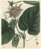 Sweet Granadilla Or Grenadia  Passiflora Ligularis Poster Print By ® Florilegius / Mary Evans - Item # VARMEL10934939
