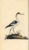 Pied Avocet  Recurvirostra Avocetta Poster Print By ® Florilegius / Mary Evans - Item # VARMEL10936378