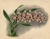 Prince Albert Variety Of Odontoglossum Crispum Orchid Poster Print By ® Florilegius / Mary Evans - Item # VARMEL10939359
