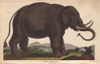 Elephant  Elephas Maximus Poster Print By ® Florilegius / Mary Evans - Item # VARMEL10941193