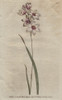 Bending-Stalked Ixia With Pale Purple Tingedà Poster Print By ® Florilegius / Mary Evans - Item # VARMEL10934840