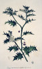 Ilex Aquifolium  Xlvi  Holly Poster Print By Mary Evans / Natural History Museum - Item # VARMEL10704298