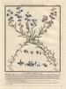 Common Milkwort  Polygala Vulgaris Poster Print By ® Florilegius / Mary Evans - Item # VARMEL10935814