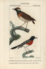 Chestnut-Belted Gnateater  Conopophaga Auritaà Poster Print By ® Florilegius / Mary Evans - Item # VARMEL10938946