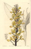 Superb Govenia Orchid  Govenia Superba Poster Print By ® Florilegius / Mary Evans - Item # VARMEL10935318
