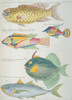 Colourful Illustration Of Five Fish Poster Print By Mary Evans / Natural History Museum - Item # VARMEL10708275