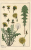 Dandelion Botanical Study Poster Print By ® Florilegius / Mary Evans - Item # VARMEL10937528