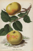 Winter Peach Apple Variety  Malus Domestica Poster Print By ® Florilegius / Mary Evans - Item # VARMEL10936695