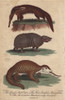 Great Anteater  Three-Banded Armadillo Andà Poster Print By ® Florilegius / Mary Evans - Item # VARMEL10941202